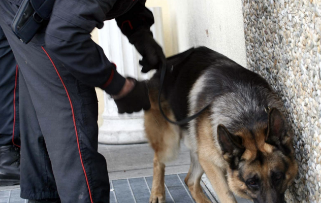 I Carabinieri arrestano un 23enne per resistenza. A casa il cane antidroga “attila” trova droga e materiale per lo spaccio