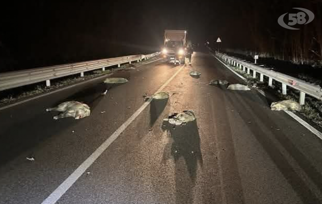 Undici cinghiali travolti da un tir sull'Ofantina