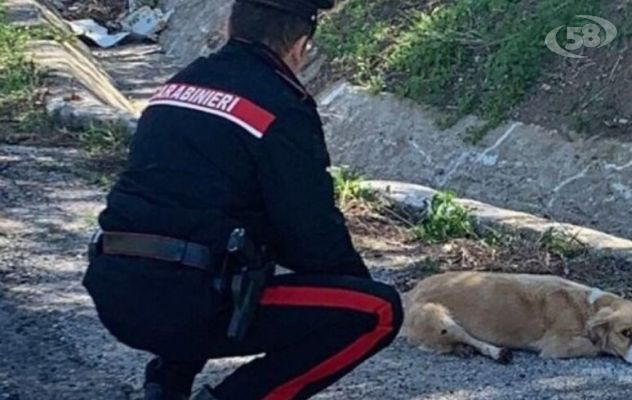 Maltratta un cane con un bastone. Denunciata dai Carabinieri