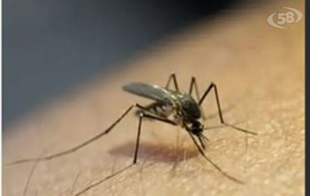 West Nile Virus, il sindaco Mastella sollecita la disinfestazione: "Da lunedì intervento straordinario"