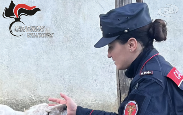 I Carabinieri denunciano due persone per uccisione di animali