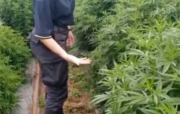Piante di marijuana nei boschi, blitz della Finanza nel montorese