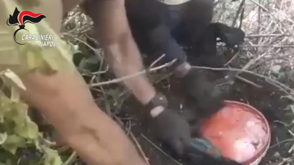 Lotta al narcotraffico, i Carabinieri sequestrano 1 tonnellata e mezza di cannabis tra la vegetazione dei Monti Lattari