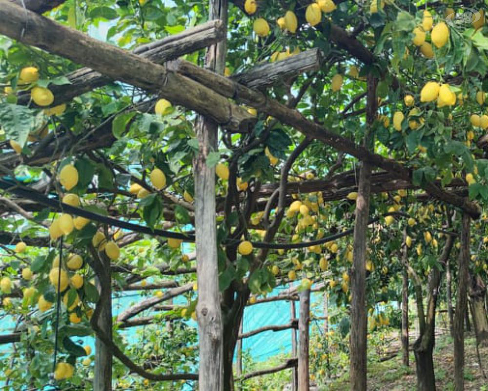 Limoneto Amalfi