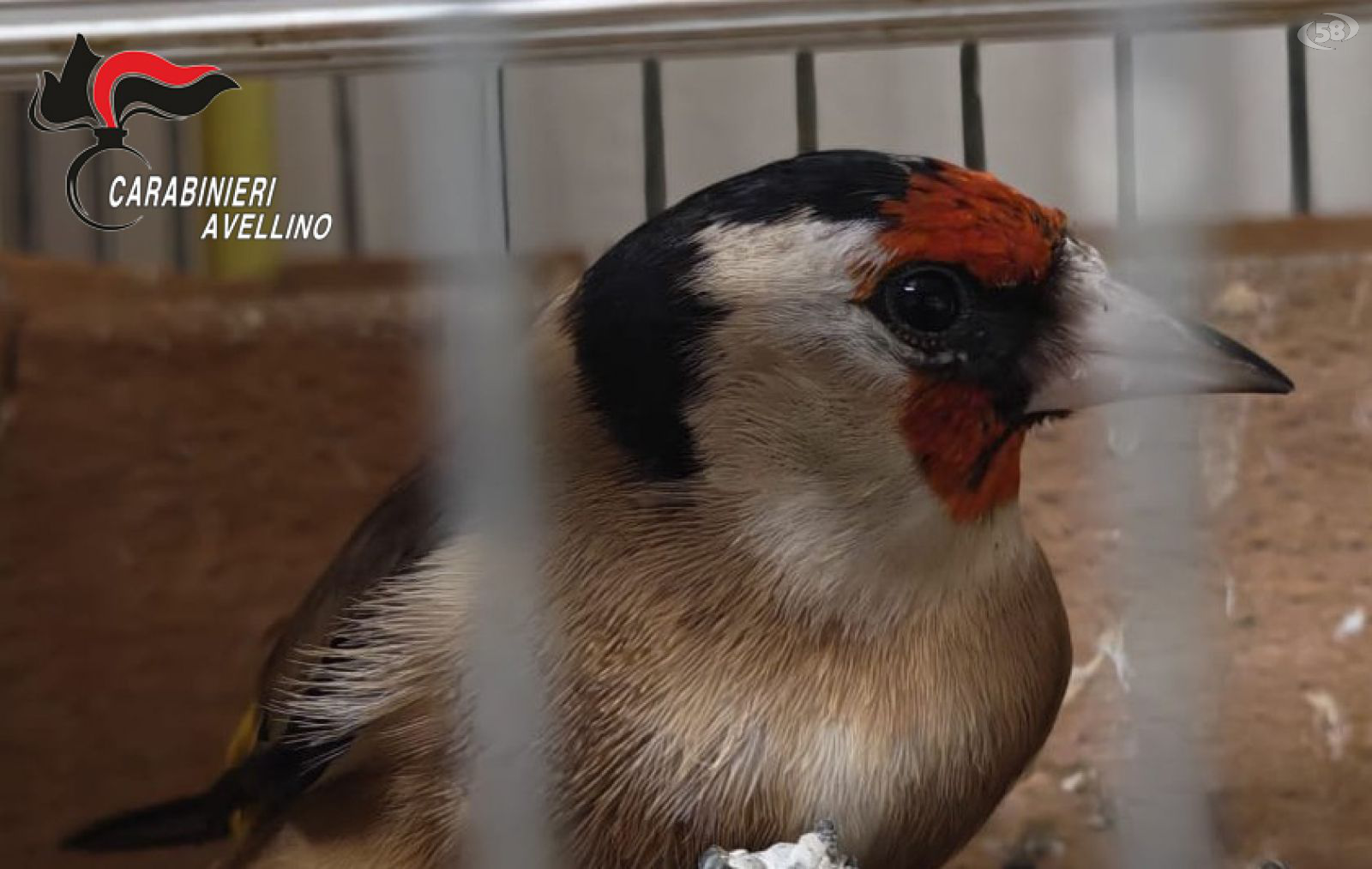 Carabinieri denunciano 40enne per detenzione illegale di fauna protetta