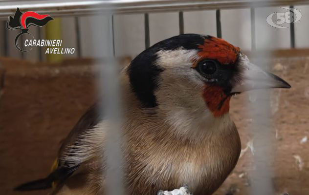 Carabinieri denunciano 40enne per detenzione illegale di fauna protetta