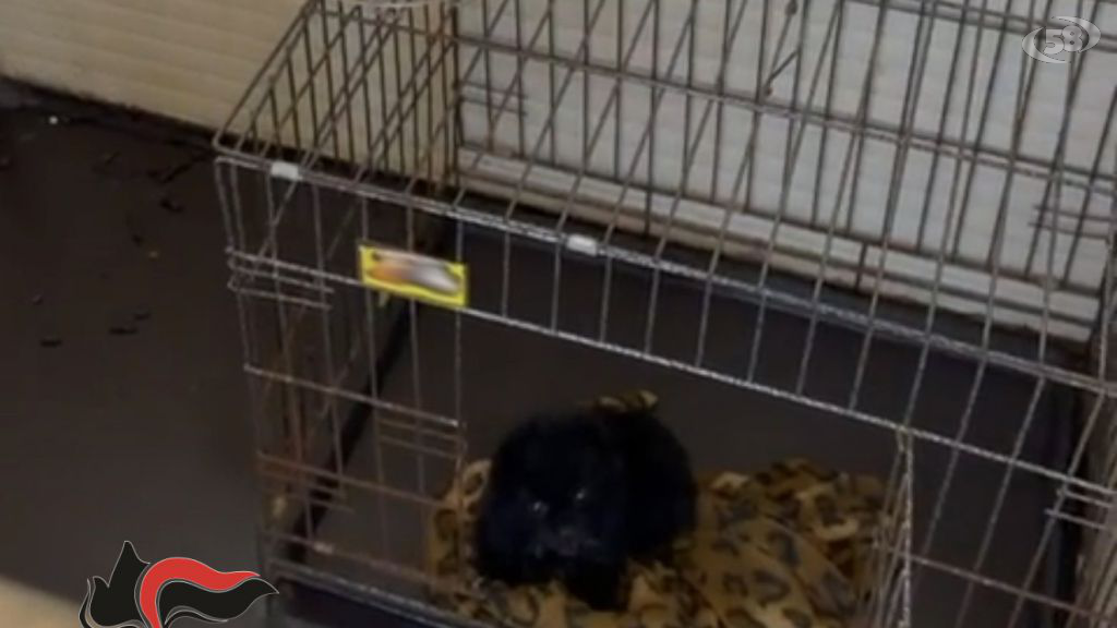 Barboncini toy costretti a vivere in spazi angusti e tra liquami ed escrementi: blitz dei Carabinieri/VIDEO