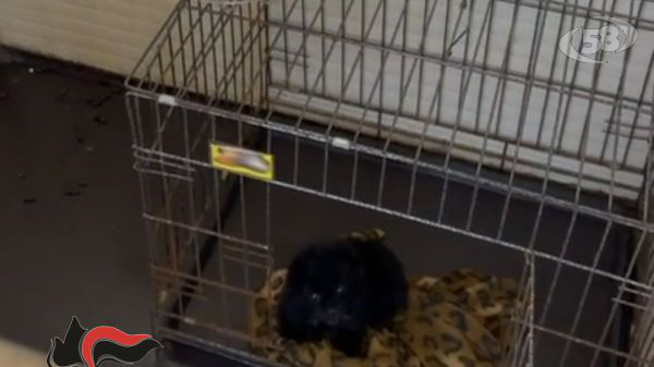 Barboncini toy costretti a vivere in spazi angusti e tra liquami ed escrementi: blitz dei Carabinieri/VIDEO