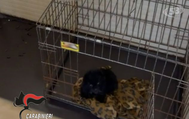 Barboncini toy costretti a vivere in spazi angusti e tra liquami ed escrementi: blitz dei Carabinieri/VIDEO