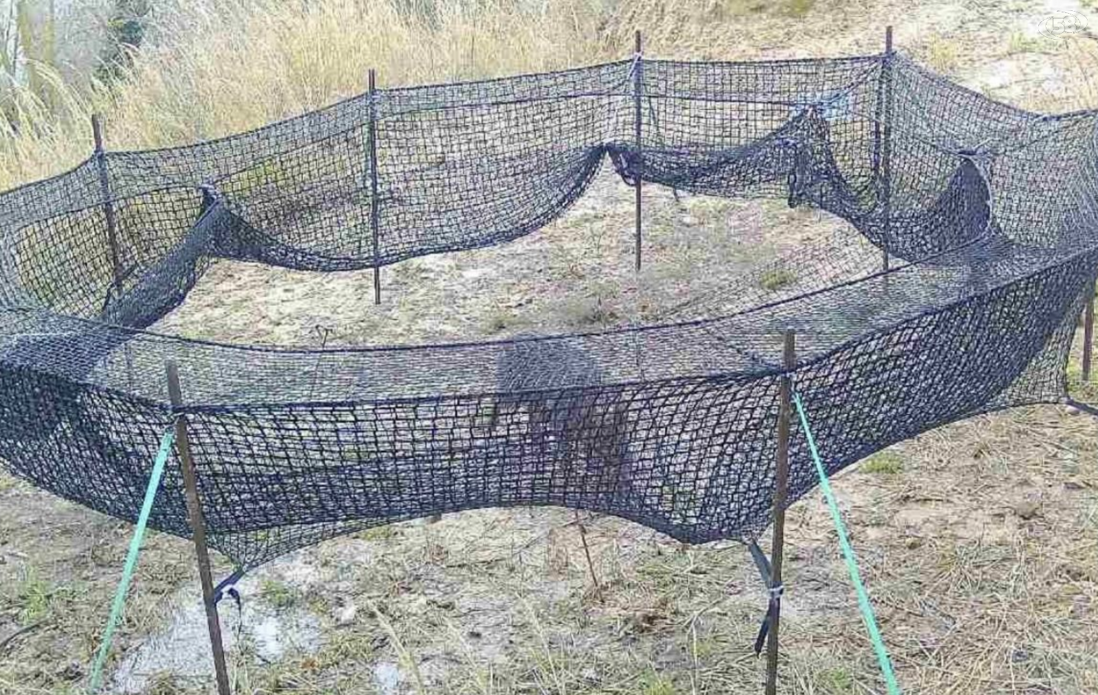 Cinghiale catturato ad Ariano: prosegue il monitoraggio del territorio