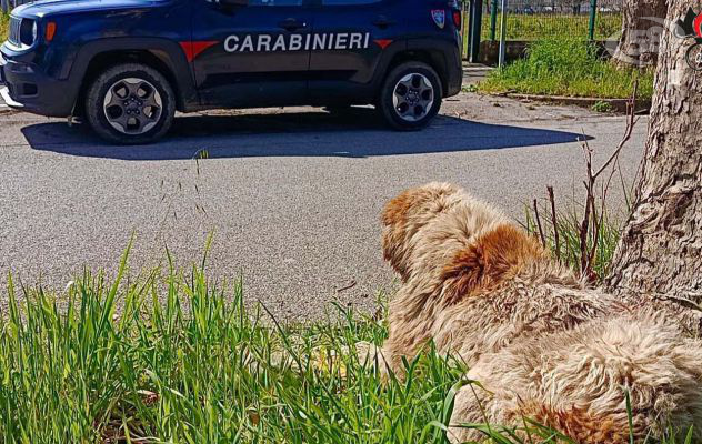 Cane maltrattato, i carabinieri denunciano il proprietario