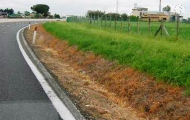 Ambiente, la denuncia dell'agronomo Santamaria: "La pratica del diserbo è dannosa e irrispettosa"