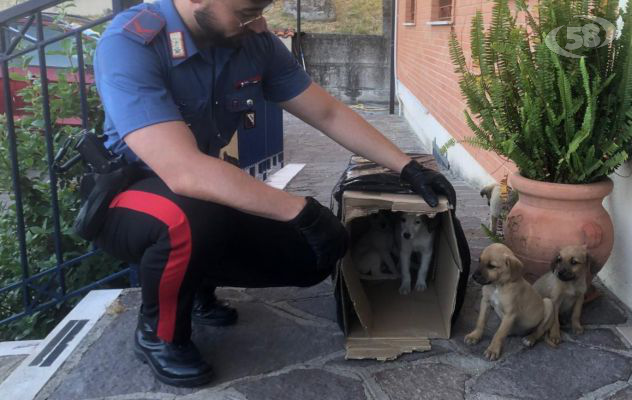 Carabinieri soccorrono cinque cuccioli abbandonati, salvandoli da probabile tragica fine