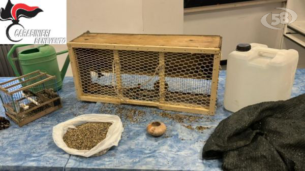 Catturano cardellini e li imprigionano: i Carabinieri li trovano in gabbia. Denunciati per maltrattamento