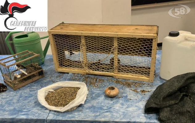 Catturano cardellini e li imprigionano: i Carabinieri li trovano in gabbia: denunciati per maltrattamenti