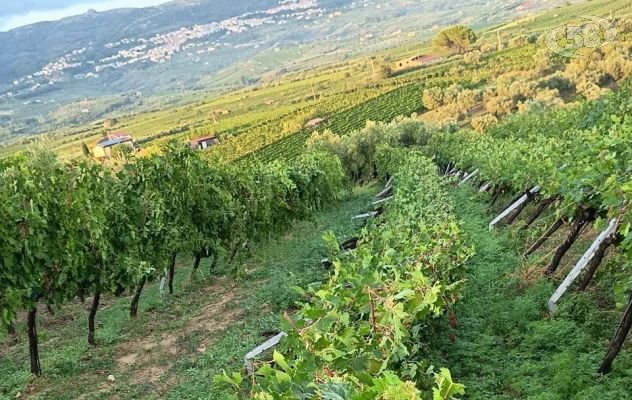 Tromba d’aria a Castelvenere, danni ingenti ai vigneti. Verrillo: “Raccolto compromesso in alcune aree”