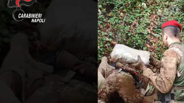 Operazione 'Continuum Bellum'. Droga e proiettili scovati nella montagna: trovati 74 chili di marijuana/VIDEO