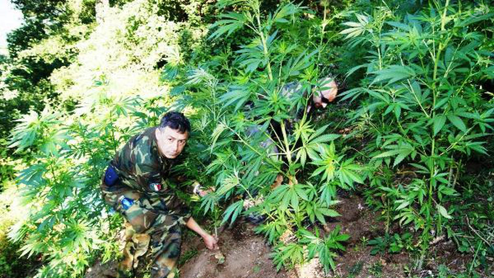 piante marijuana