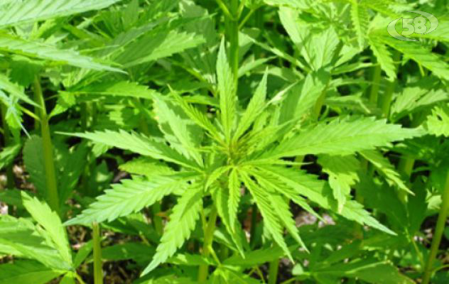 Serino, sequestrata pianta di marijuana in casa di un 29enne