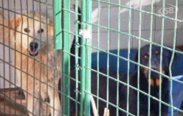 Aumenta l'abbondono dei cani. Il sindaco fa appello al Prefetto