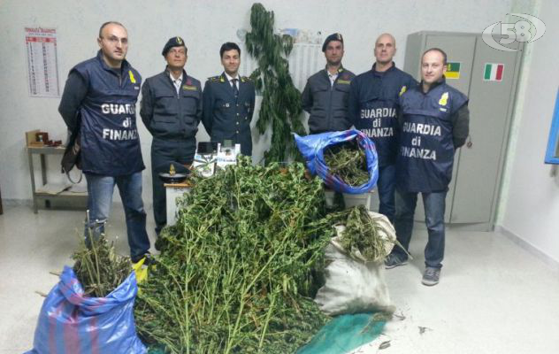 "Operazione Gardening": sequestrati 45 chili di marijuana