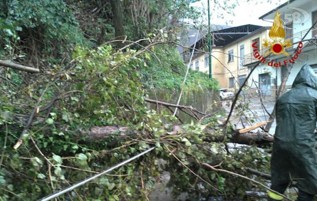 Maltempo, notte di lavoro per i Vigili del Fuoco: albero cade su automobile