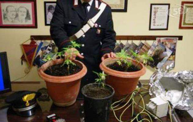 Marijuana coltivata in casa: arrestato 35enne