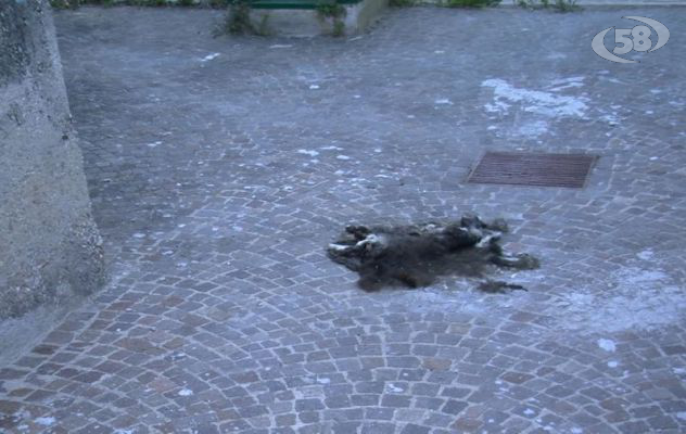 Riapre la scuola di via Roma, consegna delle chiavi con gatto morto/VIDEO