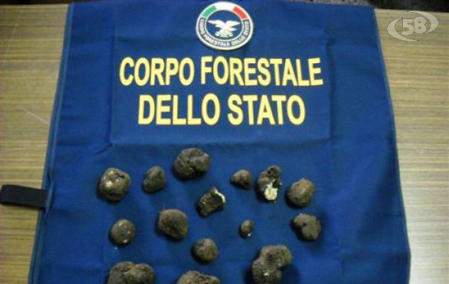 Sequestrati 30 Kg di funghi e tartufi, continuano i controlli del Corpo forestale