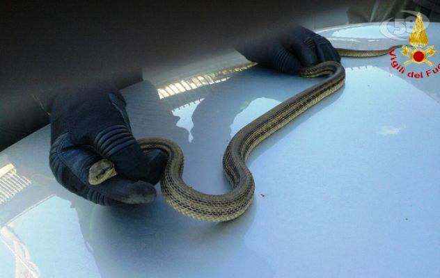 Serpente di un metro e mezzo in macchina: intervengono i caschi rossi