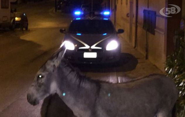 Asinelle scappano dal recinto e vagano per il Tricolle: ''recuperate'' dalla Polizia