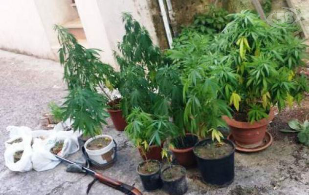 Marijuana coltivata sul terrazzo, arrestato pensionato