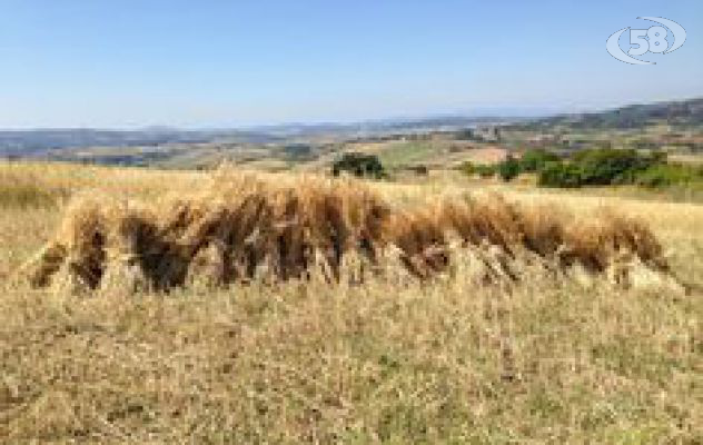 Grano risciola, parte da Ariano una nuova scommessa per l’agricoltura biologica